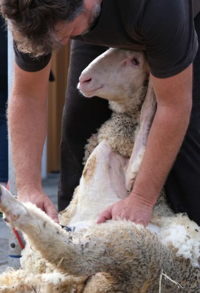 Zážitkové stříhání ovcí
